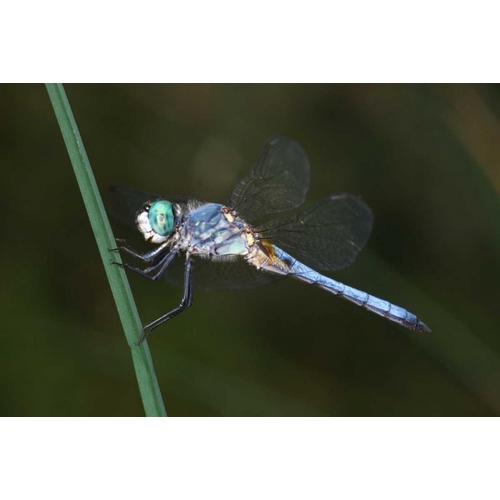 CA, Mission Trails regional Park Blue Dragonfly